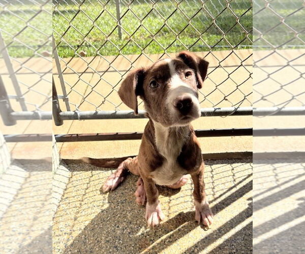 Medium Photo #2 American Pit Bull Terrier-Labrador Retriever Mix Puppy For Sale in Oakhurst, NJ, USA