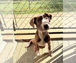 Small #1 American Pit Bull Terrier-Labrador Retriever Mix