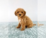 Small #5 Cavapoo (Miniature)