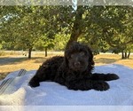 Image preview for Ad Listing. Nickname: Wren  F1B
