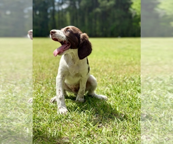 Medium Photo #3 Brittany Puppy For Sale in ORRUM, NC, USA