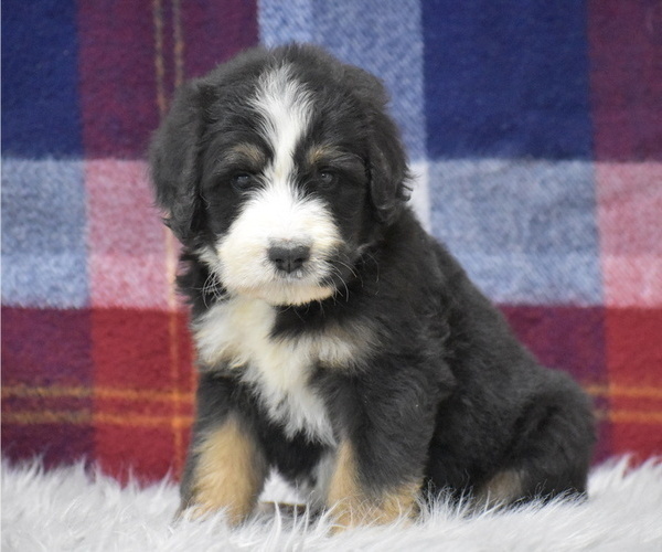 Medium Photo #4 Bernedoodle Puppy For Sale in ARCANUM, OH, USA