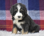 Small Photo #4 Bernedoodle Puppy For Sale in ARCANUM, OH, USA