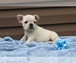 Small #6 French Bulldog