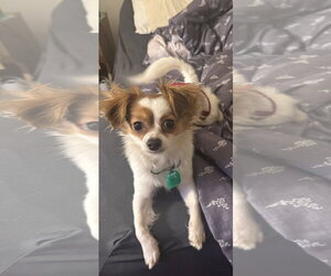 Chion Dogs for adoption in Mukwonago, WI, USA