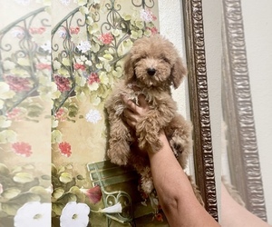 Poodle (Standard) Puppy for Sale in TAMPA, Florida USA