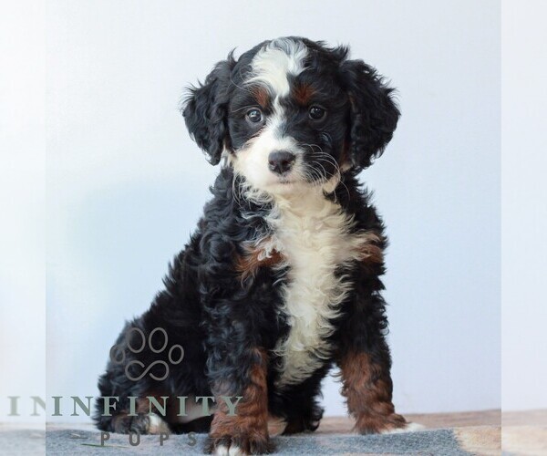 Medium Photo #2 Bernedoodle (Miniature) Puppy For Sale in LITITZ, PA, USA