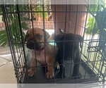 Small Photo #84 Boerboel Puppy For Sale in LAS CRUCES, NM, USA