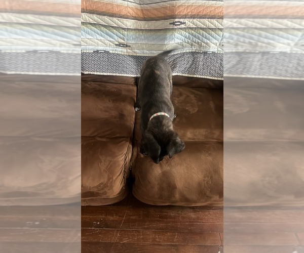 Medium Photo #15 Labrador Retriever-Unknown Mix Puppy For Sale in Holly Springs, NC, USA