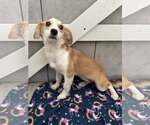 Small #1 Mutt