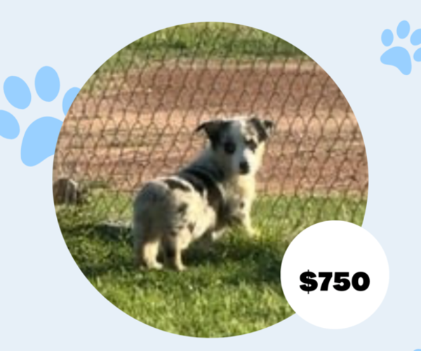 Medium Photo #1 Cowboy Corgi Puppy For Sale in ARDMORE, OK, USA