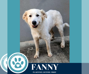 Great Pyrenees Dogs for adoption in Kimberton, PA, USA