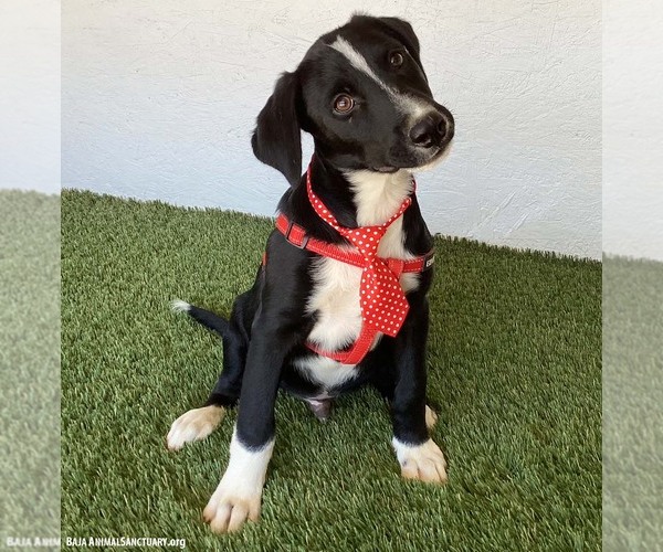 Medium Photo #4 Borador Puppy For Sale in San Diego, CA, USA