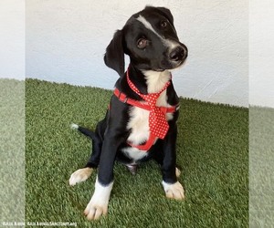 Harris - Male Borador Dog for Adoption - Photo #4