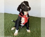Small Photo #4 Borador Puppy For Sale in San Diego, CA, USA