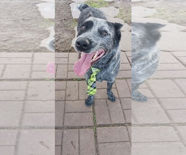 Medium Photo #4 Mutt Puppy For Sale in Kankakee, IL, USA