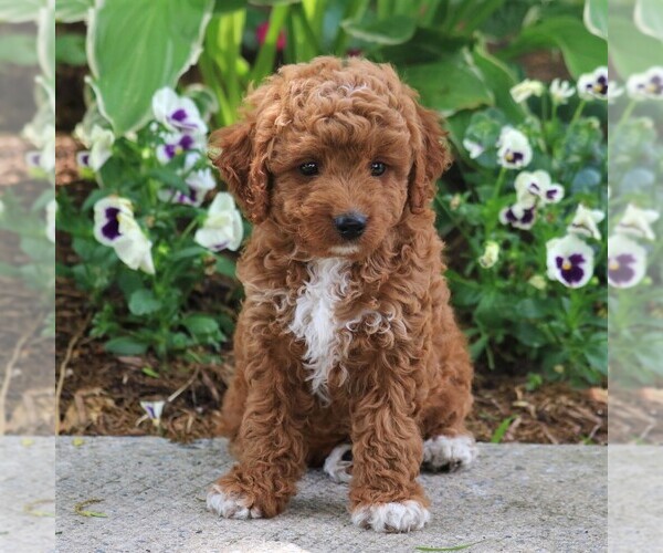 Medium Photo #4 Poodle (Miniature) Puppy For Sale in MYERSTOWN, PA, USA
