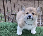 Small Photo #25 Pembroke Welsh Corgi Puppy For Sale in BURLESON, TX, USA