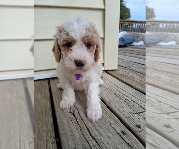 Medium Photo #110 Goldendoodle (Miniature) Puppy For Sale in GASTONIA, NC, USA