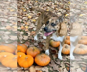 Boxer-Staffordshire Bull Terrier Mix Dogs for adoption in Southbury, CT, USA