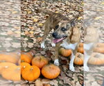 Jennings - Fall ready:) - Male Boxer-Staffordshire Bull Terrier Mix Dog for Adoption - Small photo