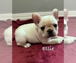 Small #1 French Bulldog