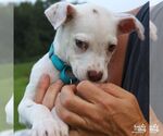 Small #5 Chihuahua Mix
