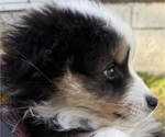 Small #5 Miniature American Shepherd