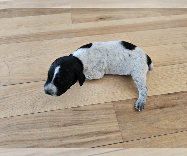 Medium Photo #1 German Shorthaired Pointer Puppy For Sale in EVANSVILLE, WY, USA