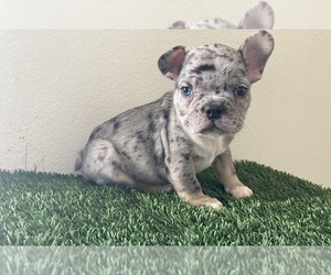 French Bulldog Puppy for sale in SAN DIEGO, CA, USA