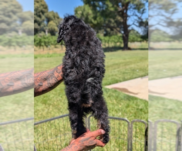 Medium Photo #21 Bernedoodle (Miniature) Puppy For Sale in SACRAMENTO, CA, USA