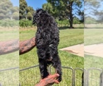 Small Photo #21 Bernedoodle (Miniature) Puppy For Sale in SACRAMENTO, CA, USA