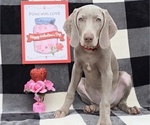 Small Photo #4 Weimaraner Puppy For Sale in NEWCASTLE, OK, USA