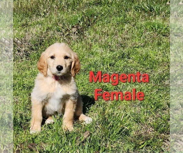 Medium Photo #36 Goldendoodle Puppy For Sale in CLARKSVILLE, TX, USA