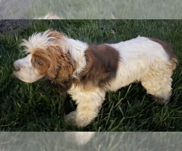 Medium Photo #8 Cocker Spaniel Puppy For Sale in Arlington, VA, USA
