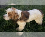 Small Photo #8 Cocker Spaniel Puppy For Sale in Arlington, VA, USA