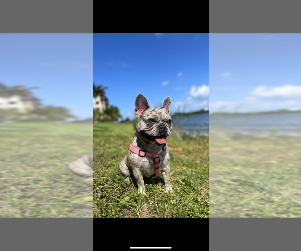 Medium Photo #1 French Bulldog Puppy For Sale in FORT LAUDERDALE, FL, USA