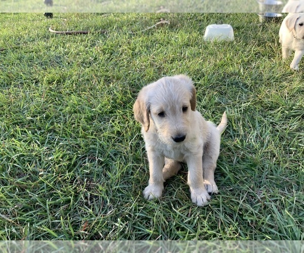 Medium Photo #1 Labradoodle Puppy For Sale in AGRICOLA, MS, USA