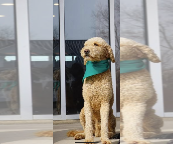 Medium Photo #1 Poodle (Standard) Puppy For Sale in KIMBALL, MN, USA