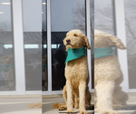Small Photo #1 Poodle (Standard) Puppy For Sale in KIMBALL, MN, USA