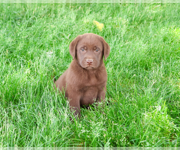 Medium Photo #4 Labrador Retriever Puppy For Sale in SYRACUSE, IN, USA