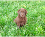 Small #3 Labrador Retriever