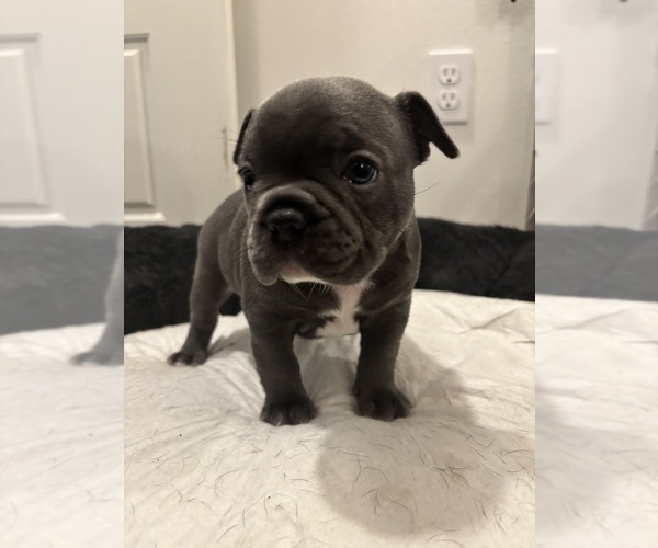 Medium Photo #4 French Bulldog Puppy For Sale in MISSION, TX, USA