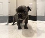 Small #3 French Bulldog