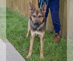 Small #3 Collie-German Shepherd Dog Mix