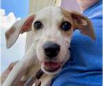 Small #1 Mutt