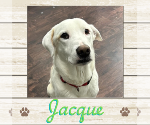 Labrador Retriever Dogs for adoption in Limerick, ME, USA