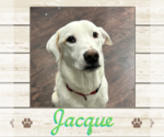 Small Labrador Retriever