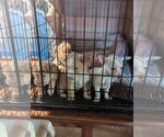 Small Photo #13 Mutt Puppy For Sale in Escondido, CA, USA