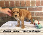 Small #2 Cockapoo